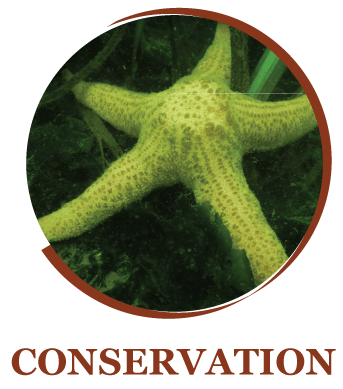 Home - SeaChange Marine Conservation Society